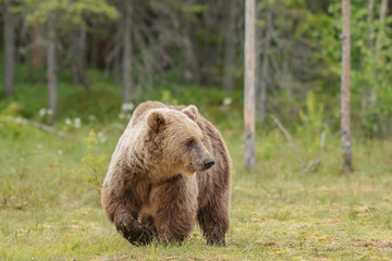 Brown bear (Ursus arctos) walking on a Finnish bog on a sunny summer evening