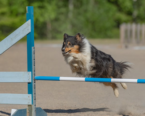 Shetland Sheepdog jumps over an agility hurdle
