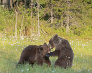Obraz na płótnie Canvas Two young Brown bears playing in the middle of the cotton grass on a Finnish bog