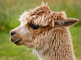 Alpaca portrait in profile.