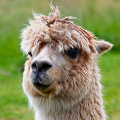 Fototapeta premium Portrait of a light brown coloured Alpaca.