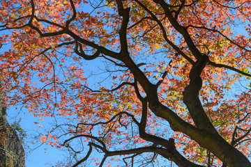 メグスリノキの紅葉