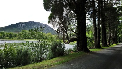 Ireland Kylemore Abbey avenue