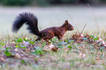 Eurasisches Eichhörnchen auf Futtersuche sorgt für den Winter vor und legt einen Vorrat aus Nüssen und Eicheln an und versteckt diese im Herbst für die kalte Jahreszeit und seinen Winterschlaf © sunakri