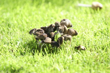 Mushroom in grass sun