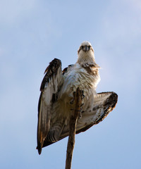 Osprey
