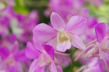 Fototapeta na wymiar Closeup of beautiful sweet pink and purple tropical orchids blooming the garden during rainy season. Flowers, natural and inspirational concept