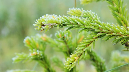 frost on spruce needles