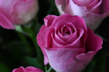 Pink rose flower closeup, selective focus, shallow dof.