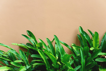 Tropical green leaves over beige brown painted concrete wall. Free copy space.