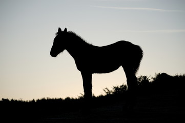 The silhouette of a horse under the morning sun, Cantabria, Spain