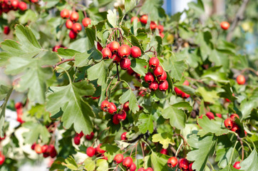 Ripe red berries of hawthorn on branch in autumn. Outdoors