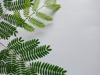 fern leaves on white background