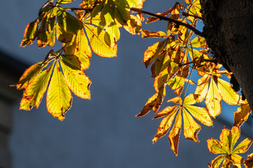 Goldener Herbst zeigt sich mit leuchtenden Blättern einer Kastanie im Gegenlicht und Sonnenschein von seiner schönsten Seite und lädt zum Spazierengehen mit der Familie und genießen ein