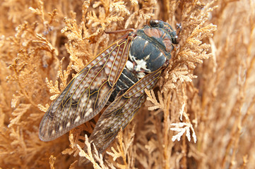 Large brown cicada (Graptopsaltria nigrofuscata) on the branches of a plant in japanese summer. Dried Leaves Background. Copy space. Horizontal shot.