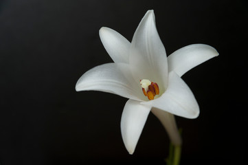 The delicate beauty of the Lilium longiflorum (Easter Lily) flower isolated on black background. Close-up. Copy space.