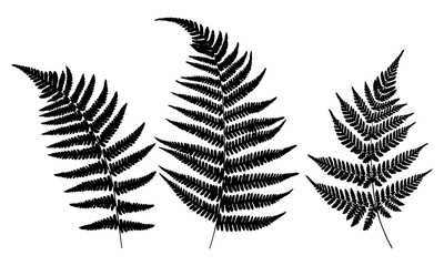 Three leaves of fern. Black isolated prints of fern leaves on the white background. Vector illustration.