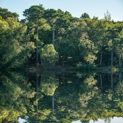 Beautiful Summer landscape image of countryside forest reflected in calm lake