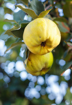Fresh ripe quince fruits on branch