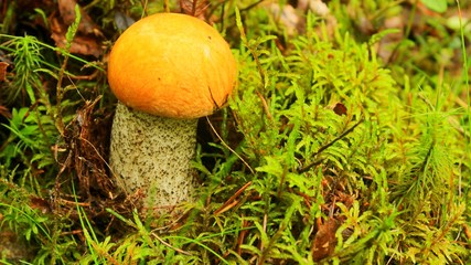 small fungus on green moss