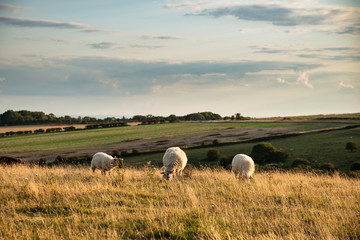 Beautiful vibrant Summer evening landscape image of sheep grazing in English countryside