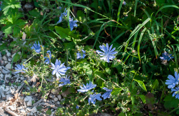 chicory with blue flowers growing at field edge