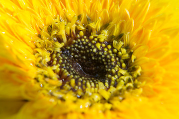 Close up of Yellow gerbera petals flower or daisy flower with abstract background