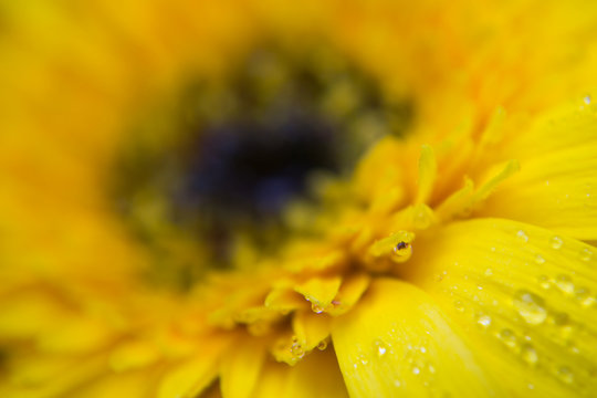 Close up of Yellow gerbera petals flower or daisy flower with abstract background