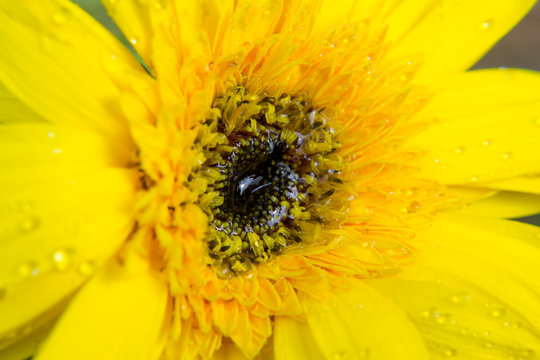 Close up of Yellow gerbera petals flower or daisy flower with abstract background