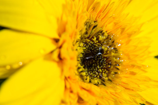 Close up of Yellow gerbera petals flower or daisy flower with abstract background