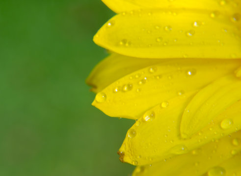 Close up of Yellow gerbera petals flower or daisy flower with abstract background