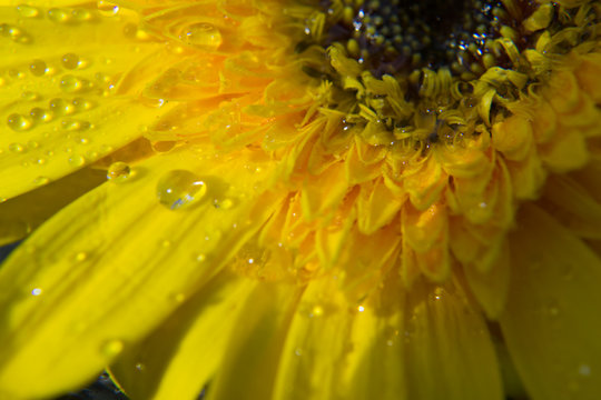 Close up of Yellow gerbera petals flower or daisy flower with abstract background