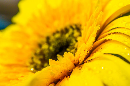 Close up of Yellow gerbera petals flower or daisy flower with abstract background