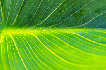 green leaf flower close-up, macro photo, selective focusing