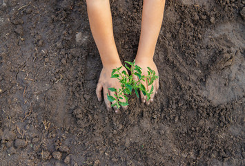 A child in the garden plants a plant. Selective focus.