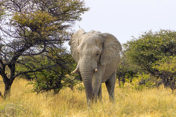 Fototapeta na wymiar Close up of a elephant in Amboseli National Park, Kenya, Africa