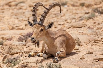 Nice view of Nubian ibex goat