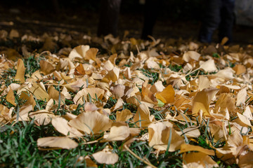 Dried yellow ginkgo leaves fallen on green grass