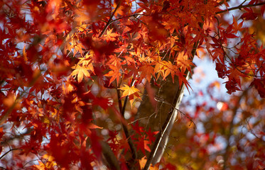 Selective focus of red maple leaves - autumn/ fall in Japan
