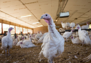 Turkey indoor farm