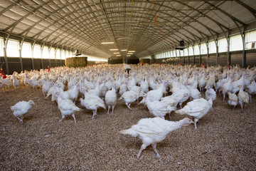 Turkey indoor farm © Budimir Jevtic
