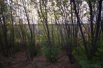 Obraz premium autumn colorful leaves of trees and bushes