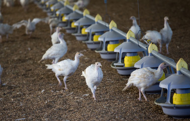 Turkey indoor farm © Budimir Jevtic