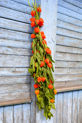 Physalis bouquet on a blue wooden background. Beautiful vintage rustic autumn look