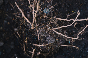 soil and weeds root close-up shot at shallow depth of field