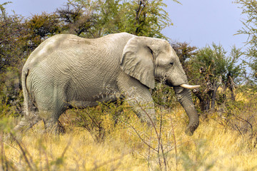 Elephant on the African savannah of. With sunset light.