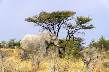 Namib desert elephants of Namibia africa