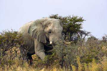 Namib desert elephants of Namibia africa