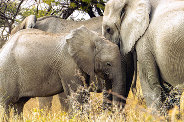 Heard of elephants (Loxodonta africana) resting in the shade on a hot day in Etosha National Park, Namibia