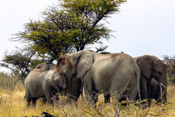 Heard of elephants (Loxodonta africana) resting in the shade on a hot day in Etosha National Park, Namibia
